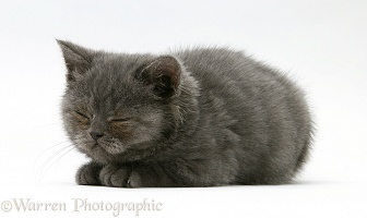 Sleepy grey kitten