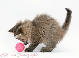 Maine Coon kitten, 8 weeks old, playing with a ball