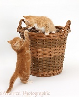 Ginger kittens playing in a wicker basket