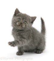Grey kitten with paw up