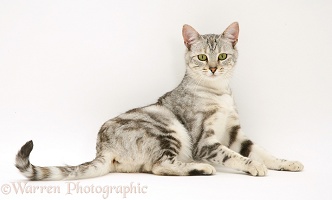 Young silver tabby cat