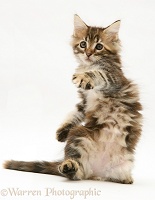 Tabby Maine Coon kitten dancing