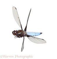 Chaser dragonfly in flight