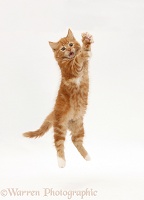 Ginger kitten leaping up