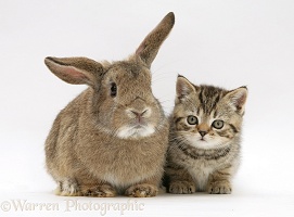Tabby kitten and bunny