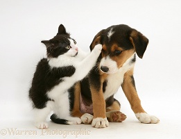 Kitten and puppy