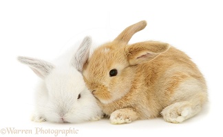 Baby white and sandy Lop rabbits