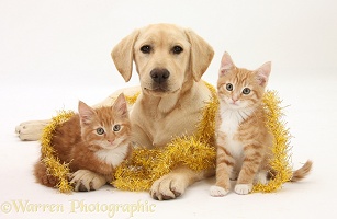 Yellow Labrador pup with ginger kittens and tinsel