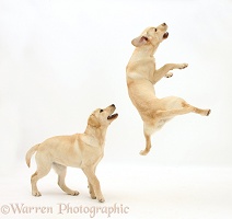 Yellow Labrador pups, 5 months old, leaping and playing