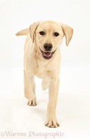 Yellow Labrador pup, 5 months old, running forward