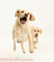 Yellow Labrador pups, 5 months old, leaping and running