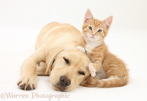 Sleepy Yellow Labrador pup and ginger kitten