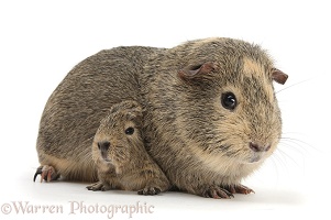 Yellow-agouti adult and baby Guinea pigs