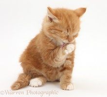 Ginger kitten grooming his face