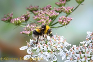 Common White-tailed Bumblebee on hogweed