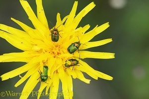 Chrysomelid beetles on hawkweed