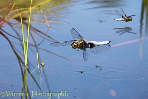 Broad-bodied Chaser Dragonfly over pond
