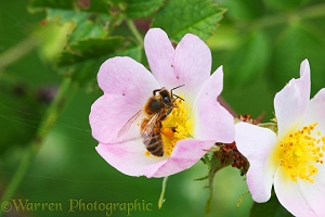 Honey Bee on a Dog Rose