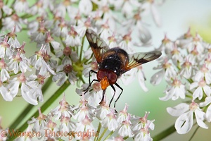 Volucella Hoverfly on hogweed
