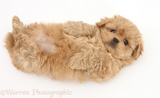 Playful Peekapoo pup, 7 weeks old, rolling on its back