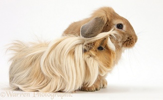 Bad-hair-day Guinea pig and Sandy Lop rabbit