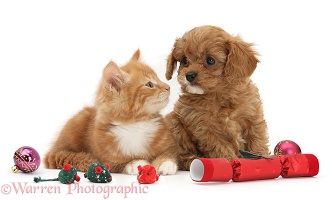 Cavapoo pup and ginger kitten with festive toys