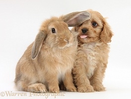 Cavapoo pup and Sandy Lop rabbit