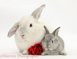 White and silver Lop rabbits and rose