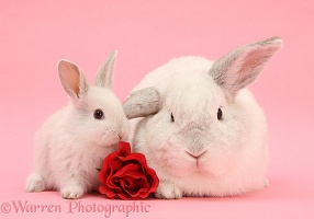 White Lop rabbits and rose