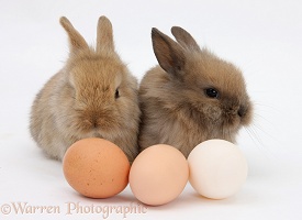Two baby Lionhead-cross rabbits with hen's eggs