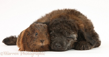 Sleepy red merle Toy Poodle pup, and baby Guinea pig