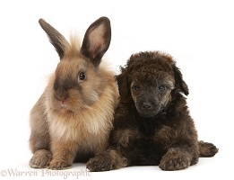 Red merle Toy Poodle pup and Lionhead-cross rabbit