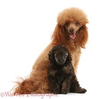 Red toy poodle dog and 7-week-old red merle pup