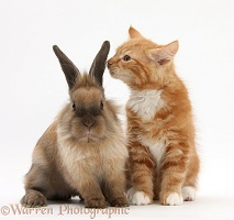 Ginger kitten and young Lionhead-cross rabbit