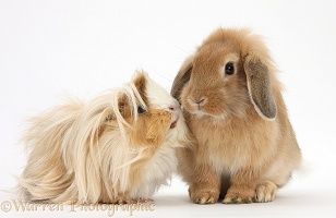Bad-hair-day Guinea pig and Sandy Lop rabbit