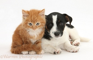 Jack Russell Terrier pup with a ginger kitten
