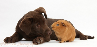 Chocolate Labrador pup and Guinea pig