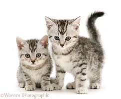 Two silver shorthair kittens