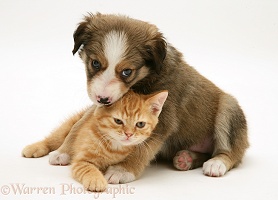 Border Collie pup and ginger kitten