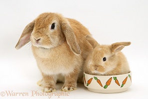 Sandy Lop doe rabbit and baby in a food bowl