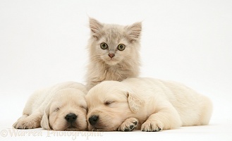 Kitten and sleepy Golden Retriever pups