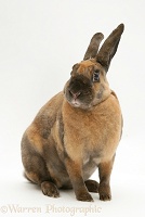 Sooty-fawn Rex rabbit