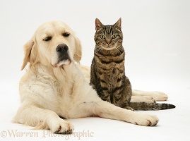 Golden Retriever and tabby cat