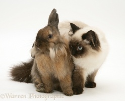 Birman cat and Lionhead rabbit