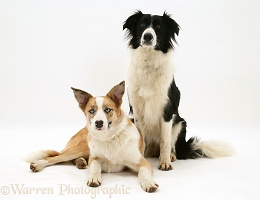 Red merle and black-and-white Border Collies