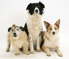 Border Collies and Terrier-cross