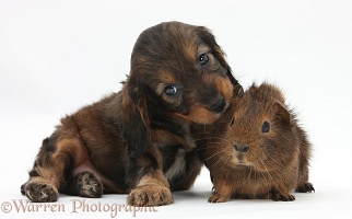 English Cockapoo pup, 6 weeks old, and Guinea pig