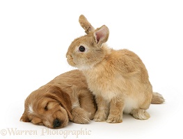 Sleeping Golden Cocker Spaniel puppy and rabbit