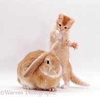 Ginger kitten and lop rabbit