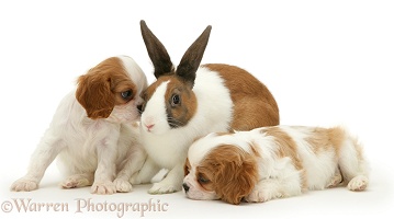 King Charles pups and Dutch rabbit